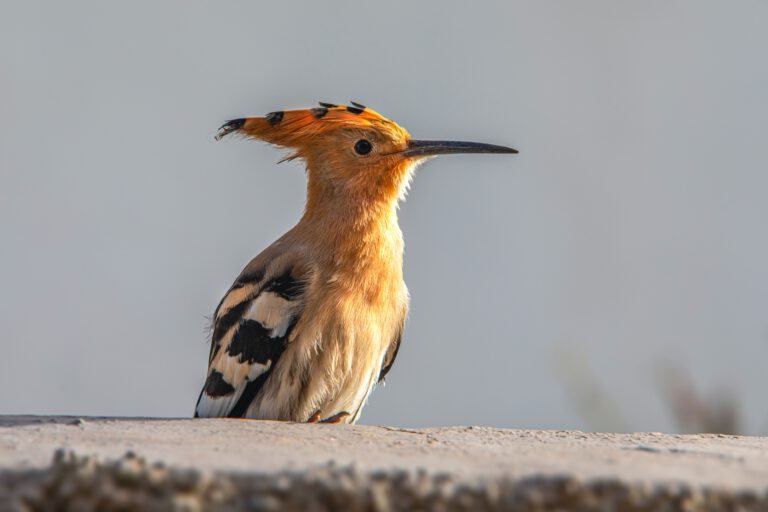 Hop vogel (foto van Erik Karits)